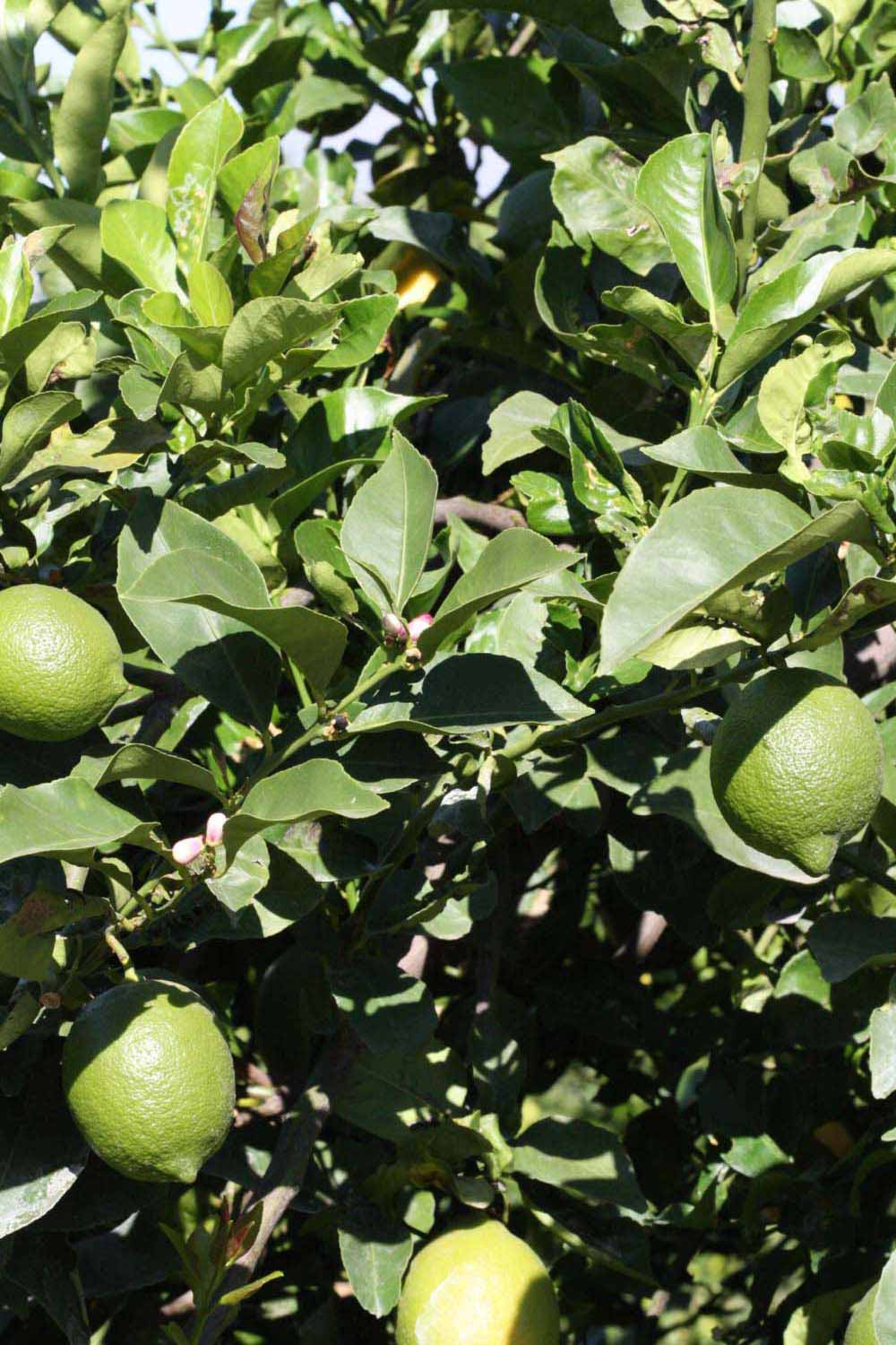              Sun leaves (Riverside, CA)       